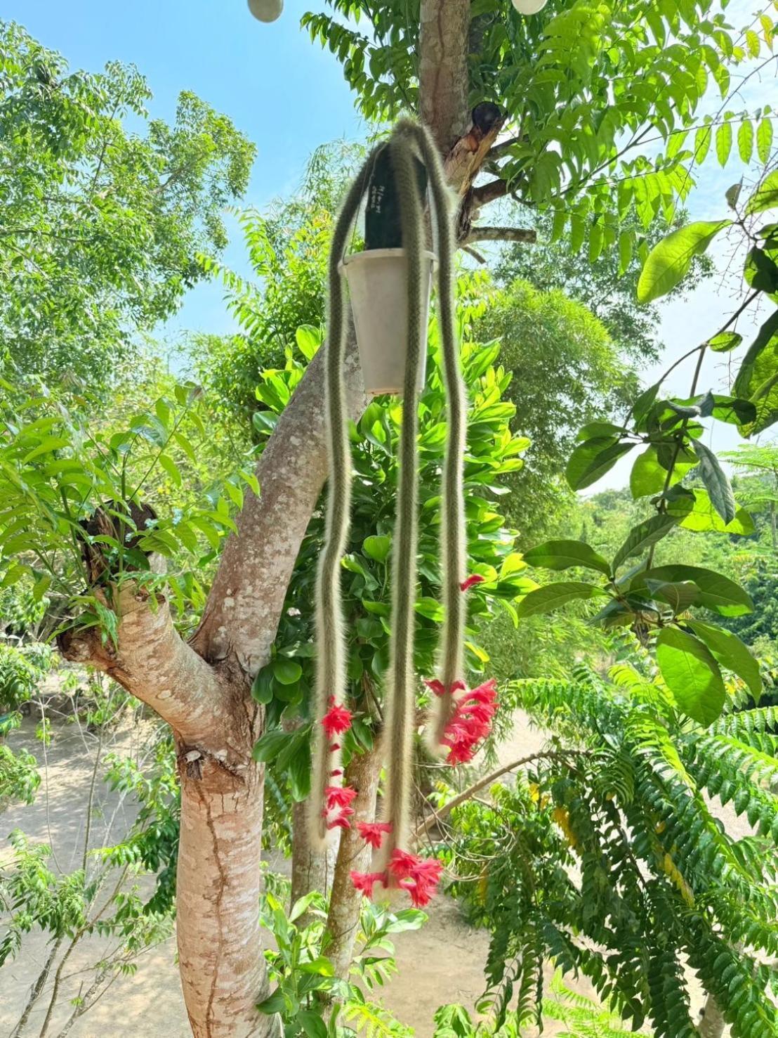 Ban Tha Khun Baan Suan Hill Resort מראה חיצוני תמונה